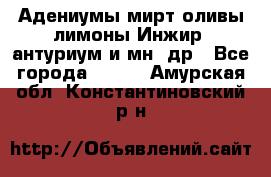 Адениумы,мирт,оливы,лимоны,Инжир, антуриум и мн .др - Все города  »    . Амурская обл.,Константиновский р-н